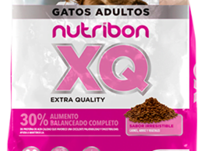 gatos-adultos.png